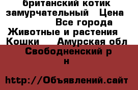 британский котик замурчательный › Цена ­ 12 000 - Все города Животные и растения » Кошки   . Амурская обл.,Свободненский р-н